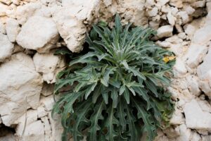 The Enigma of Hattusa’s Green Stone